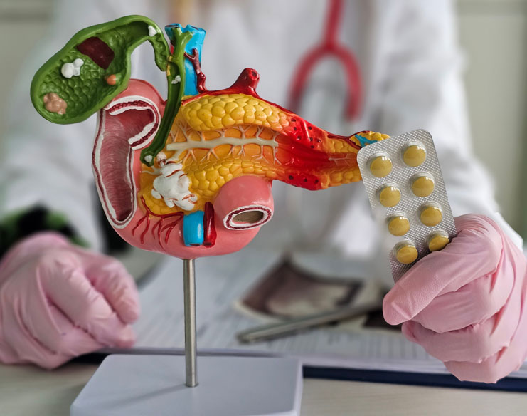 A doctor examining an anatomical model of a gallbladder